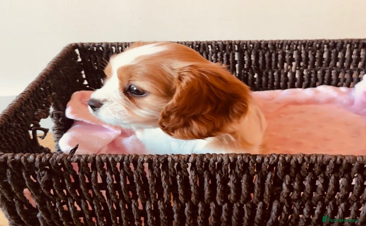Cavalier King Charles Spaniel dogs - Advert 14