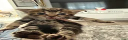 Mixed Breed cats for sale: Beautiful kittens of marble and striped colors - Advert 11