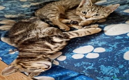 York Chocolate cats for sale: Very cute cats who needs to go to home! - Image 2