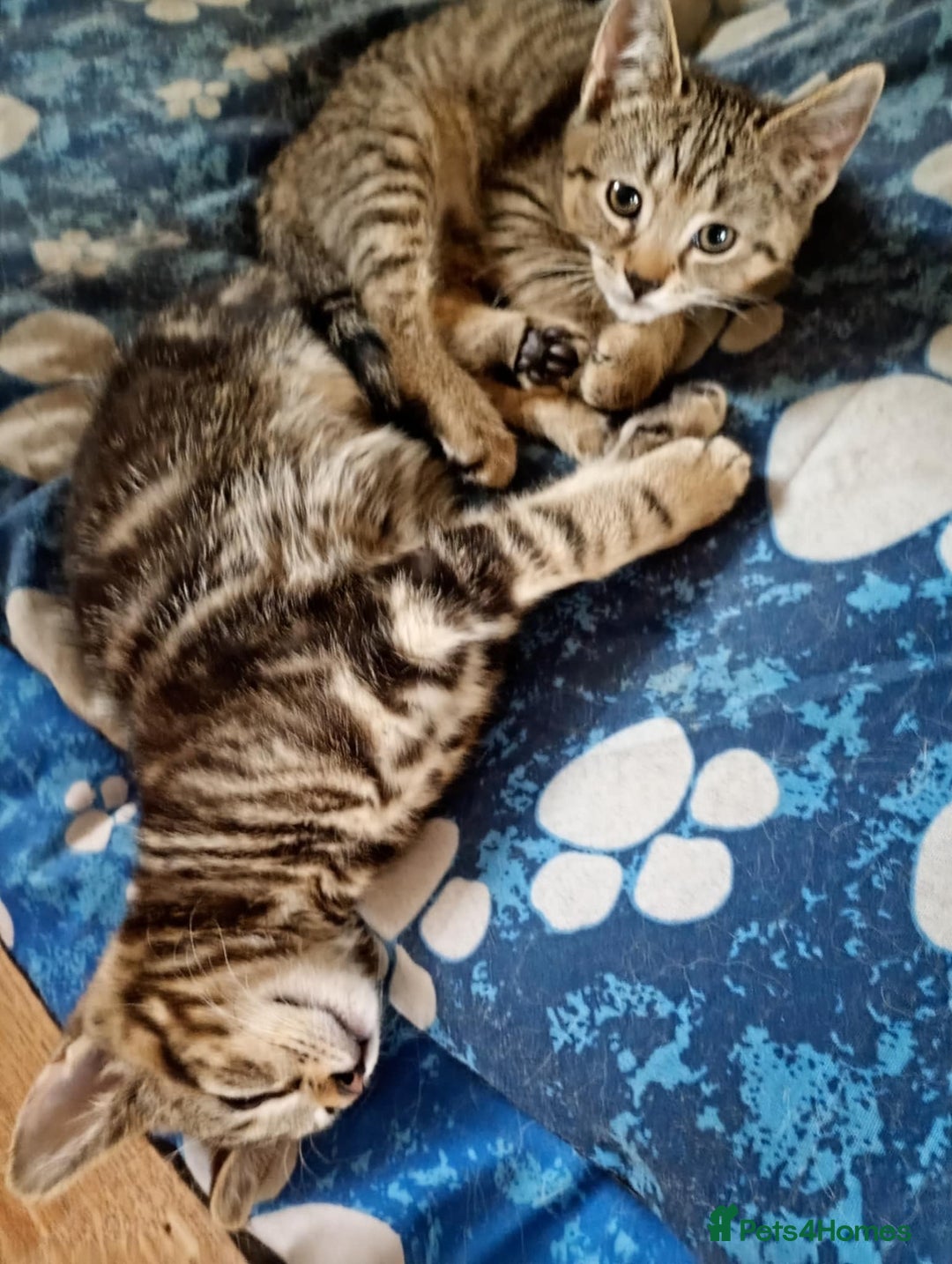York Chocolate cats for sale: Very cute cats who needs to go to home! - Image 2