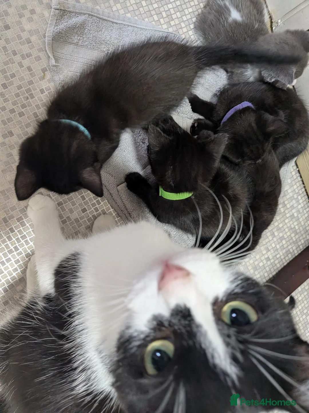 Mixed Breed cats for sale: kittens  in Beaworthy - Advert 12