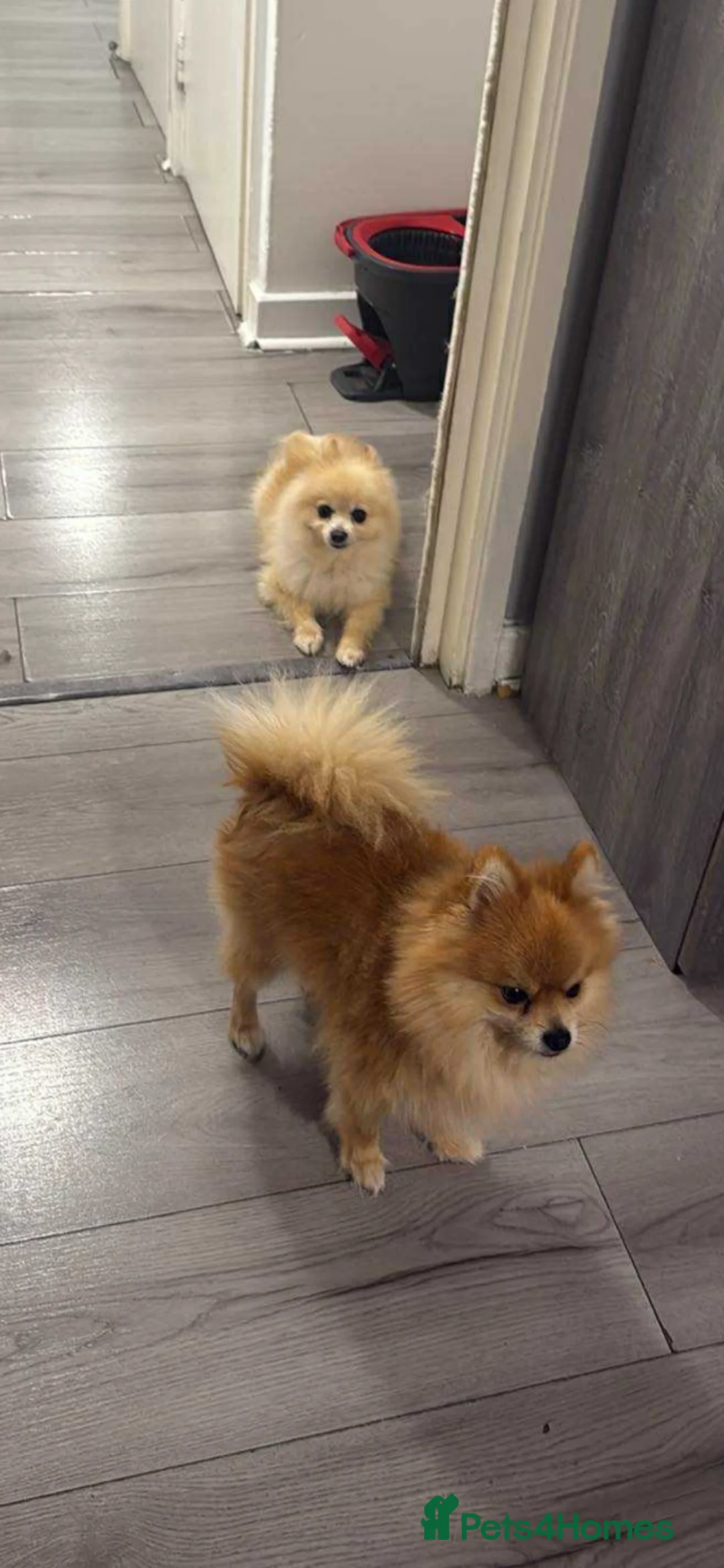 Pomeranian dogs for sale: pomeranian dog for sale  in London - Advert 3