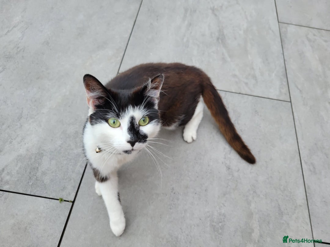 British Shorthair cats for sale: Beautiful and friendly tuxedo cat - Image 1