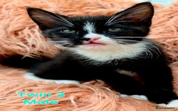 Mixed Breed cats for sale: Maine Coon Cross Kittens for Sale  - Image 4