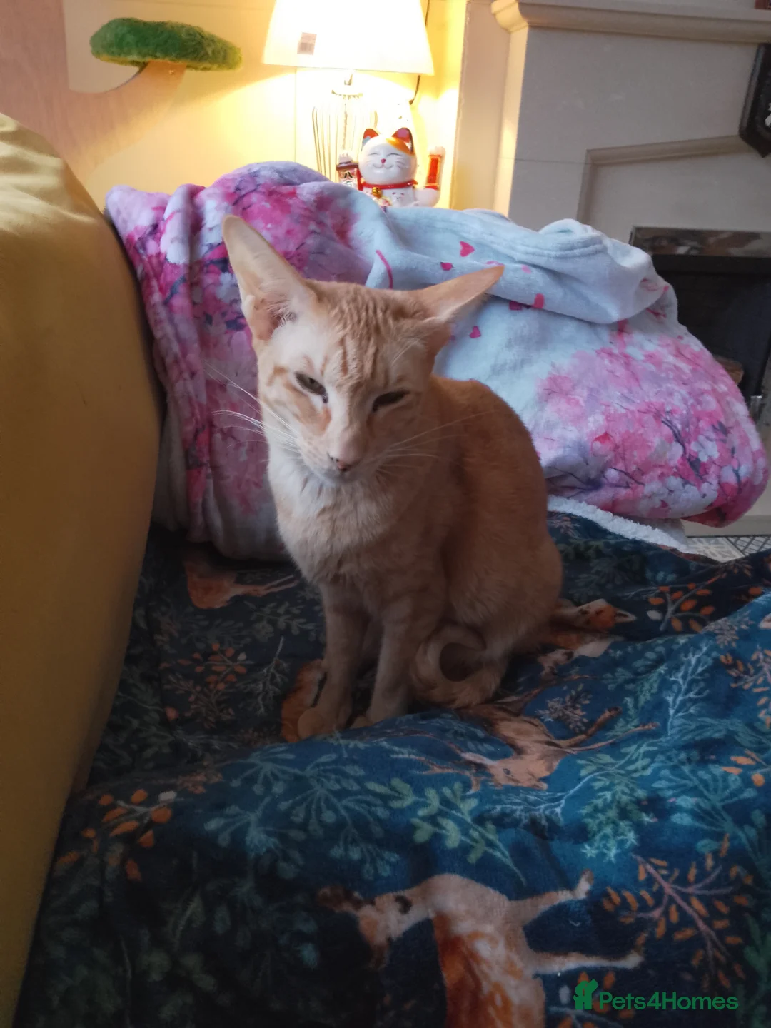 Oriental cats for sale: Little full fire oriental female  - Advert 3