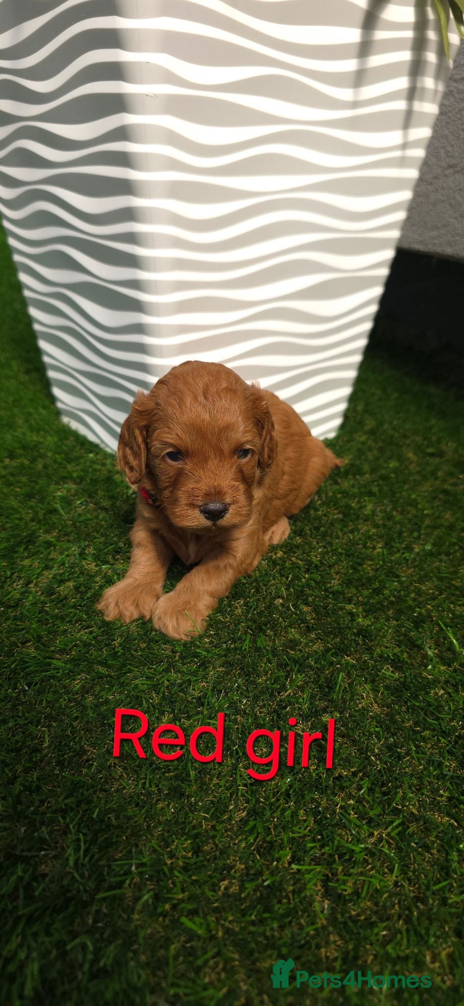 Cavapoo dogs 🌟HEALTH TESTED CAVAPOO F1B - Advert 2