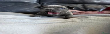 French Bulldog Puppy 5