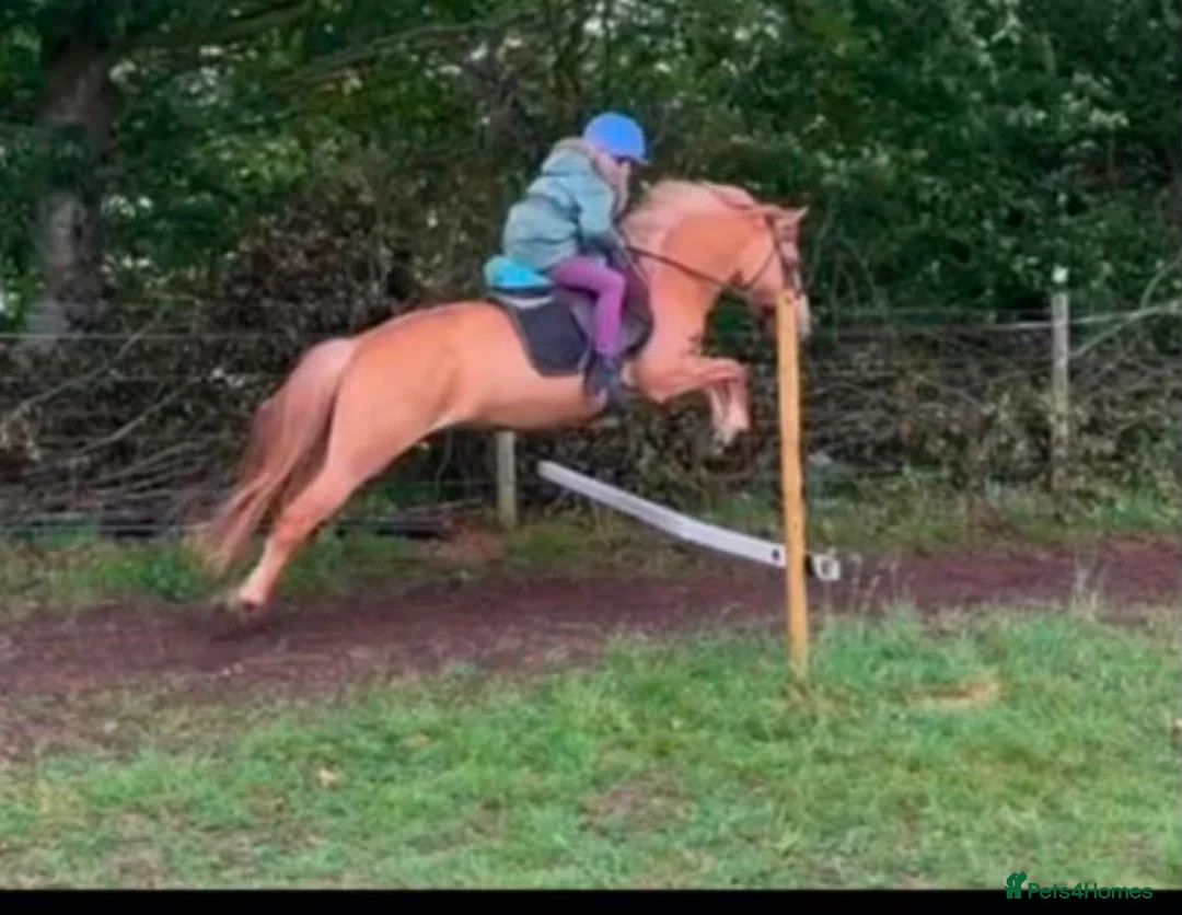 Welsh Section B horses for sale: Rosie section B x mare pony  - Advert 1