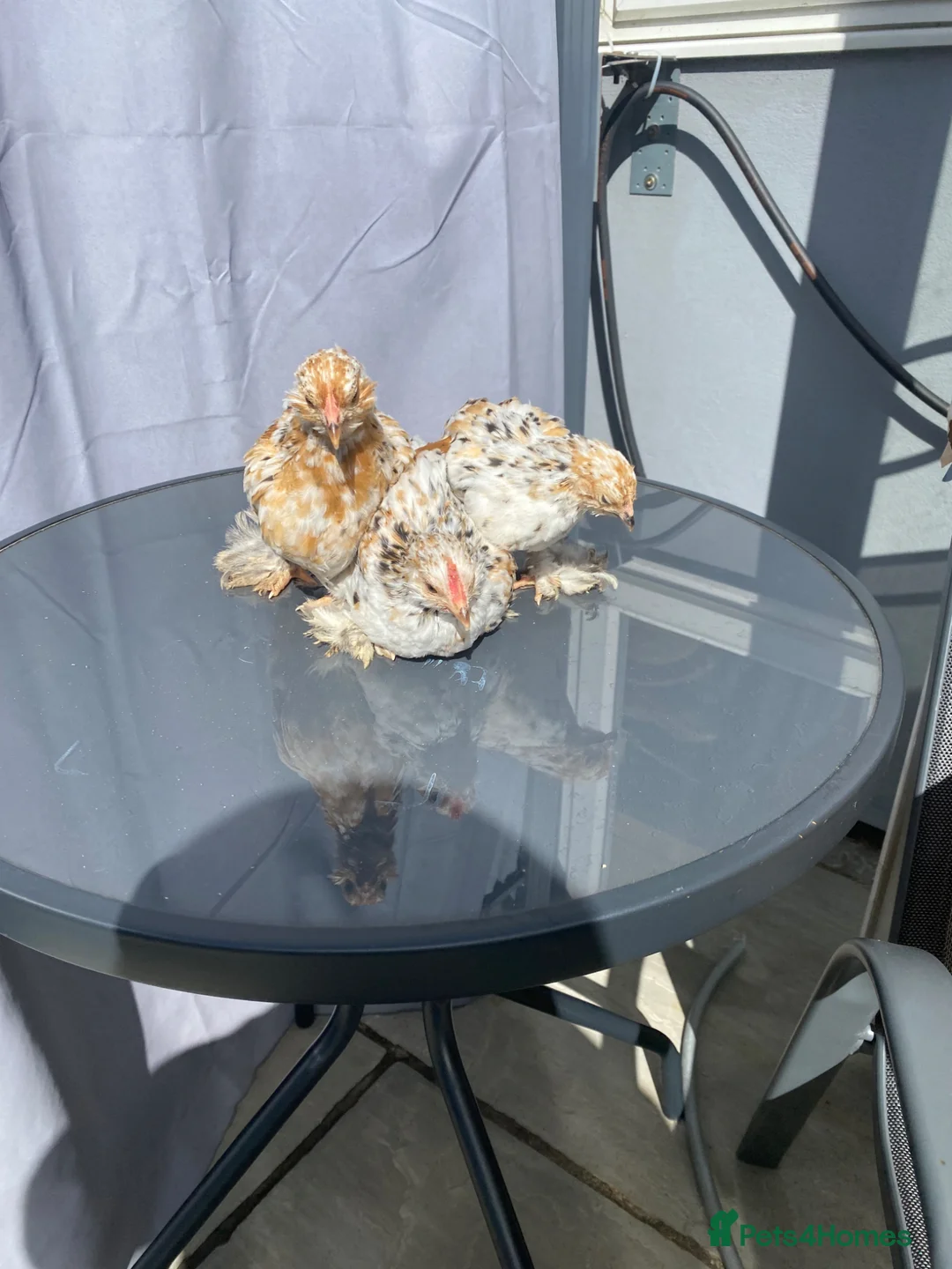 Chickens poultry for sale: 3x Mottled pekin bantam  - Advert 4