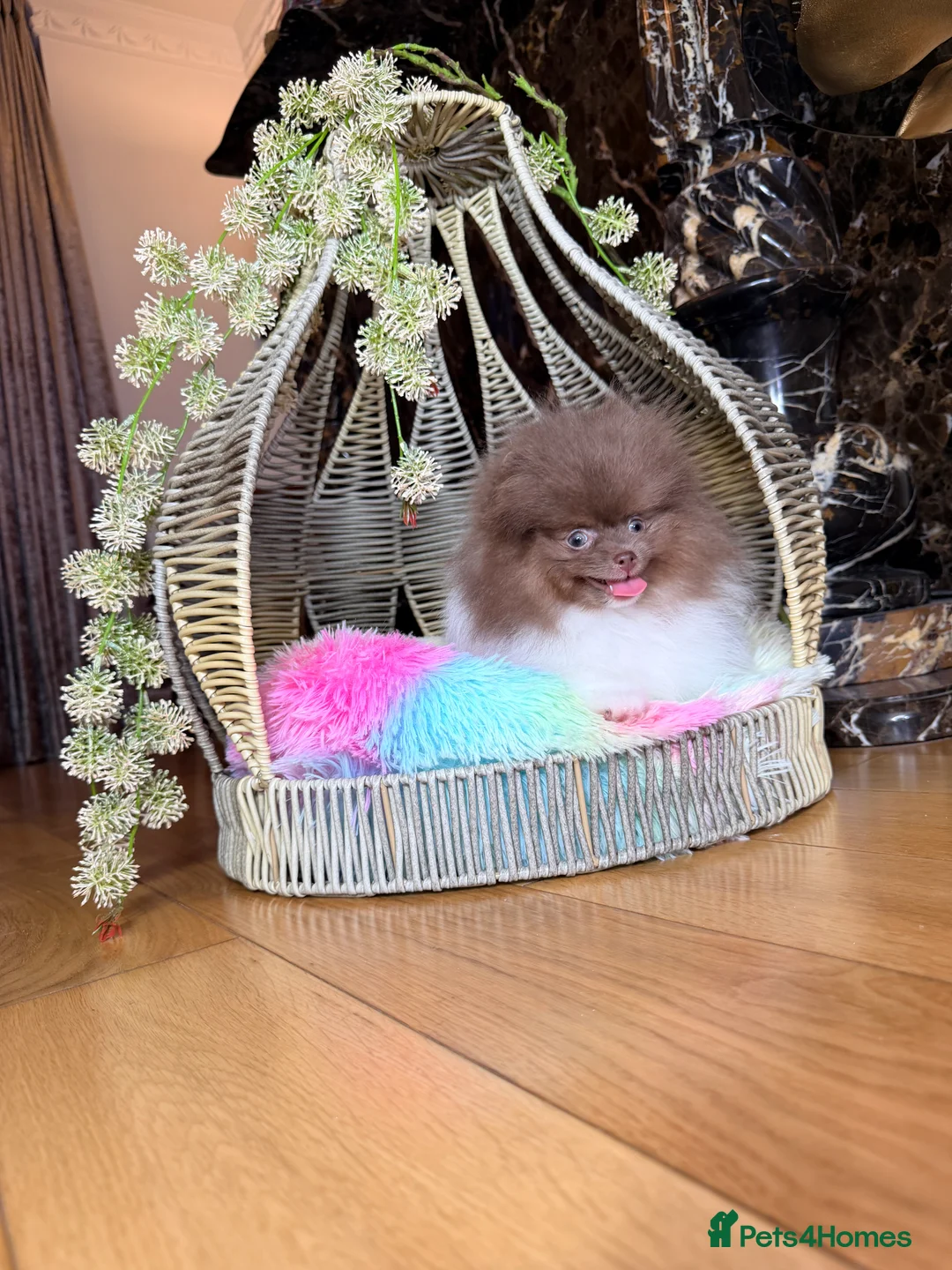 Pomeranian dogs for sale: Exclusive Lilac Party color Pomeranian Boy - Advert 15