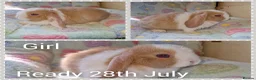 Mini Lop rabbits for sale: Mini lop kits  - Advert 2
