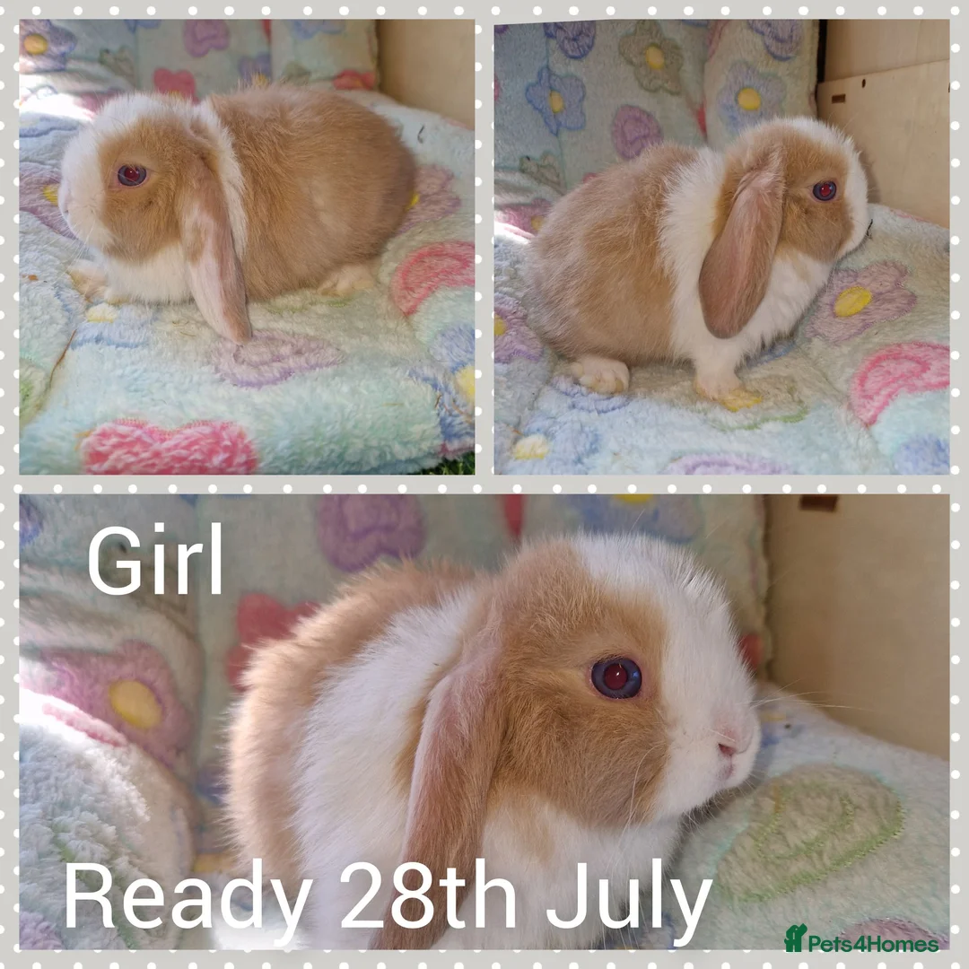 Mini Lop rabbits for sale: Mini lop kits  - Advert 2