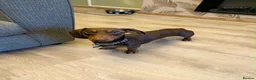 Miniature Dachshund dogs for stud: CHOCOLATE & TAN MINIATURE DACHSHUND — ROLO  - Advert 1