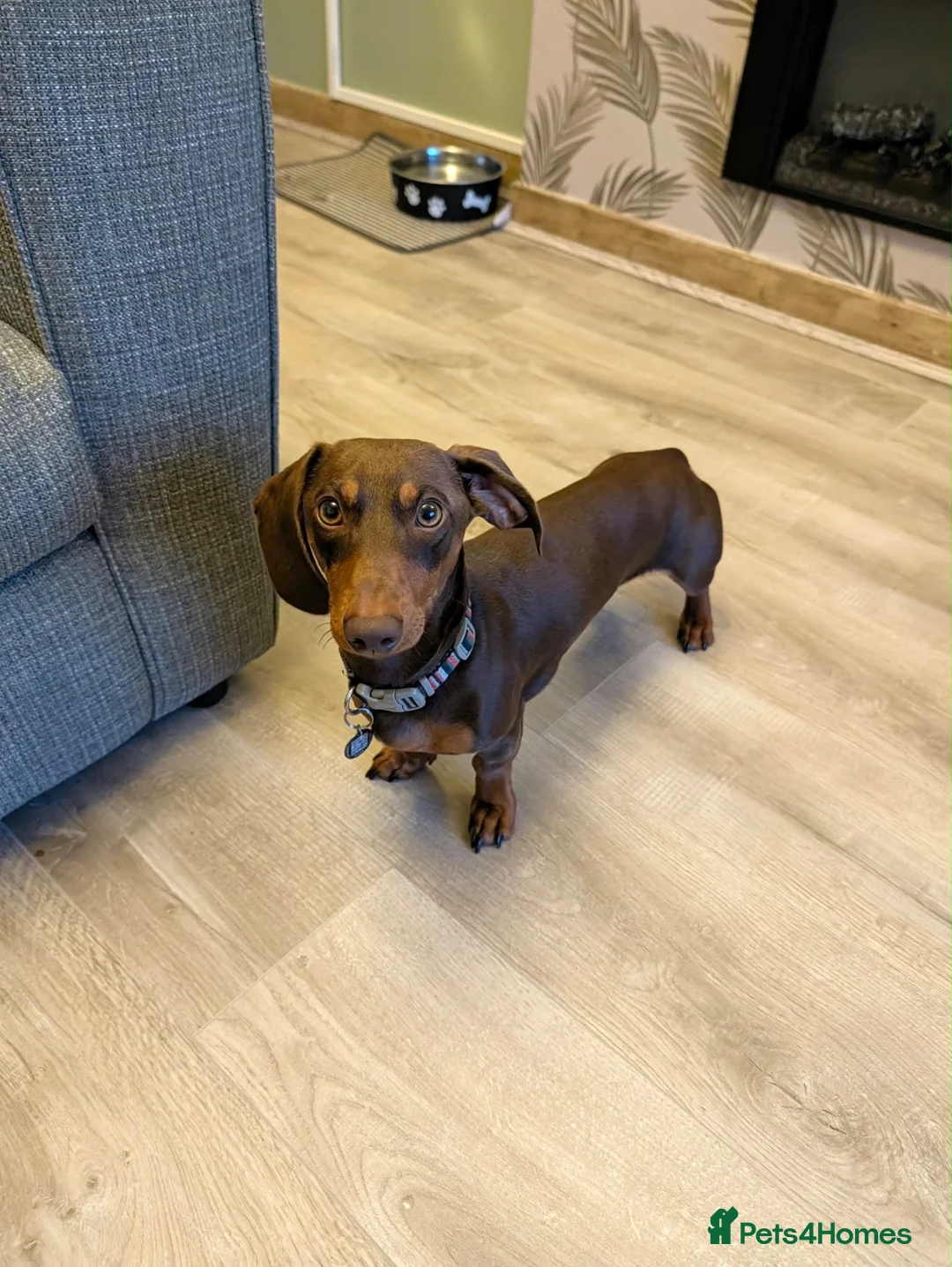 Miniature Dachshund dogs for stud: CHOCOLATE & TAN MINIATURE DACHSHUND — ROLO  - Advert 1