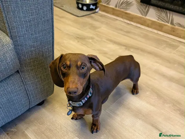 Miniature Dachshund dogs for stud: CHOCOLATE & TAN MINIATURE DACHSHUND — ROLO - Advert 1