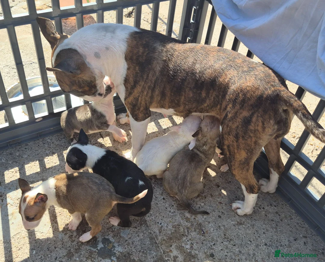 English Bull Terrier dogs for sale: English Bull pups ready to leave - Advert 19