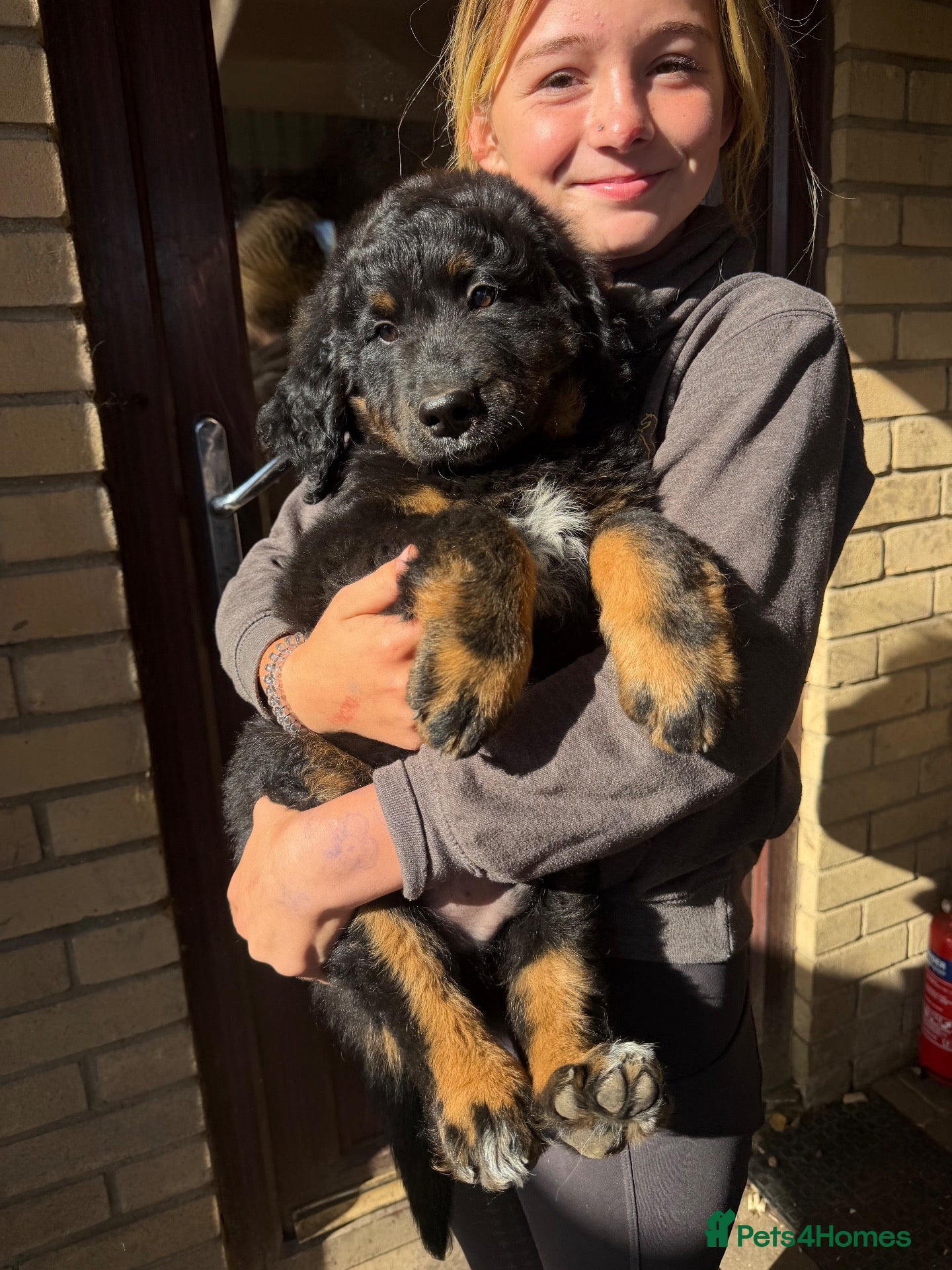 Bernedoodle dogs 2 gorgeous bernedoodle puppies available😍 - Advert 2