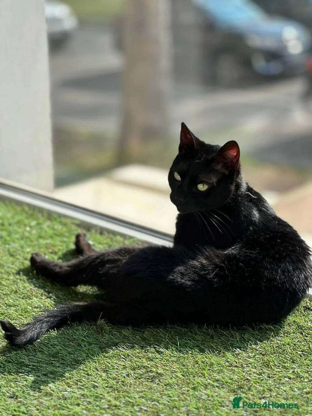 Mixed Breed cats for adoption: Vampirina for adoption - Advert 4