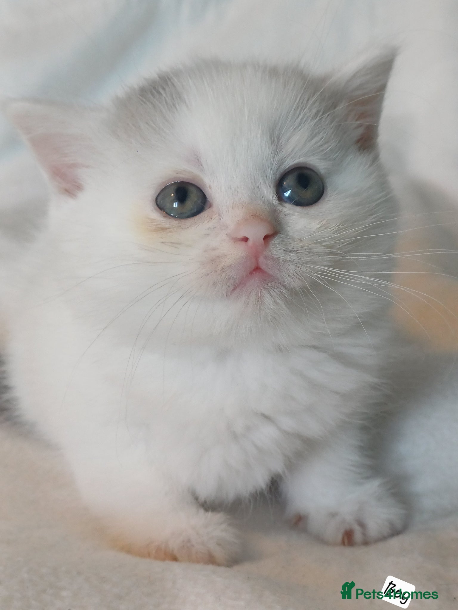 British Shorthair Kitten 2