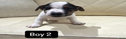 Jack Russell dogs for sale: Jack Russell - Advert 11
