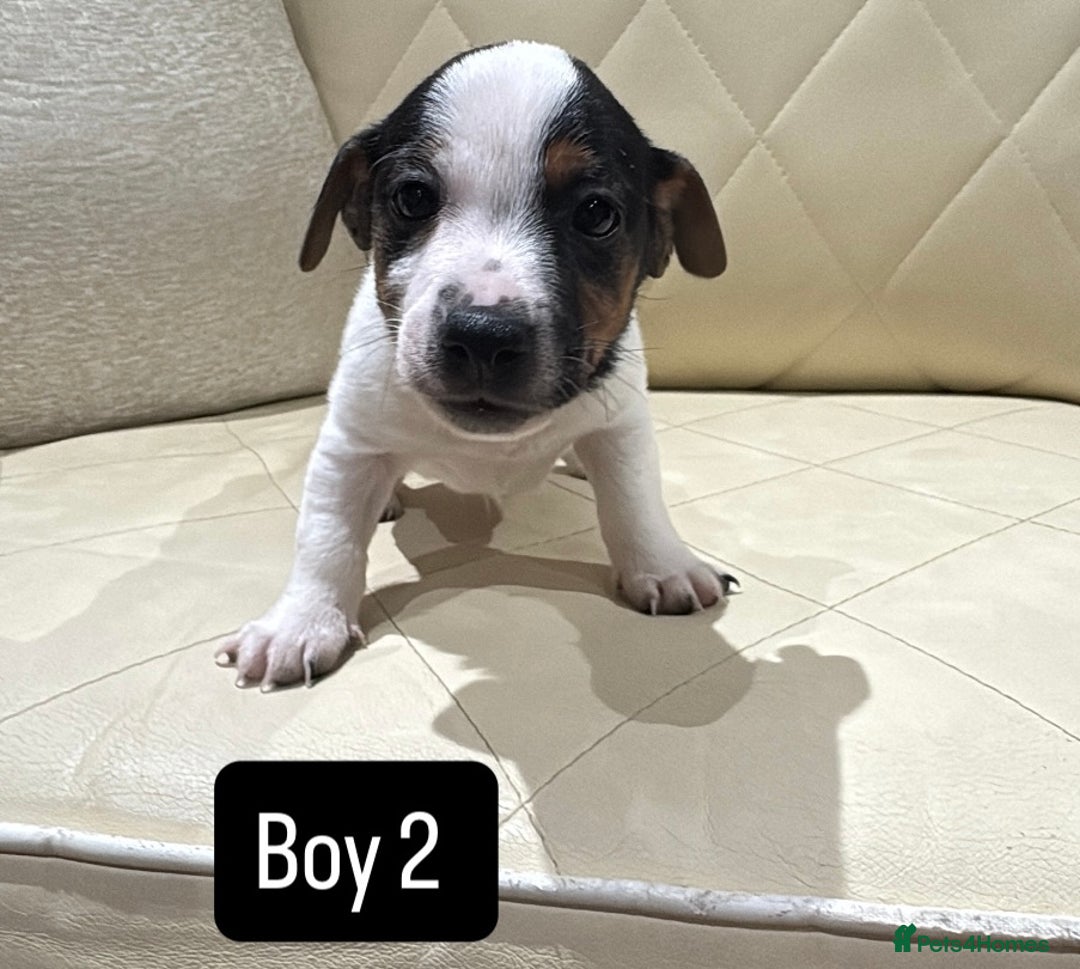 Jack Russell dogs for sale: Jack Russell - Advert 11