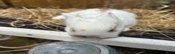 Lionhead rabbits for sale: Lion heads  - Advert 17