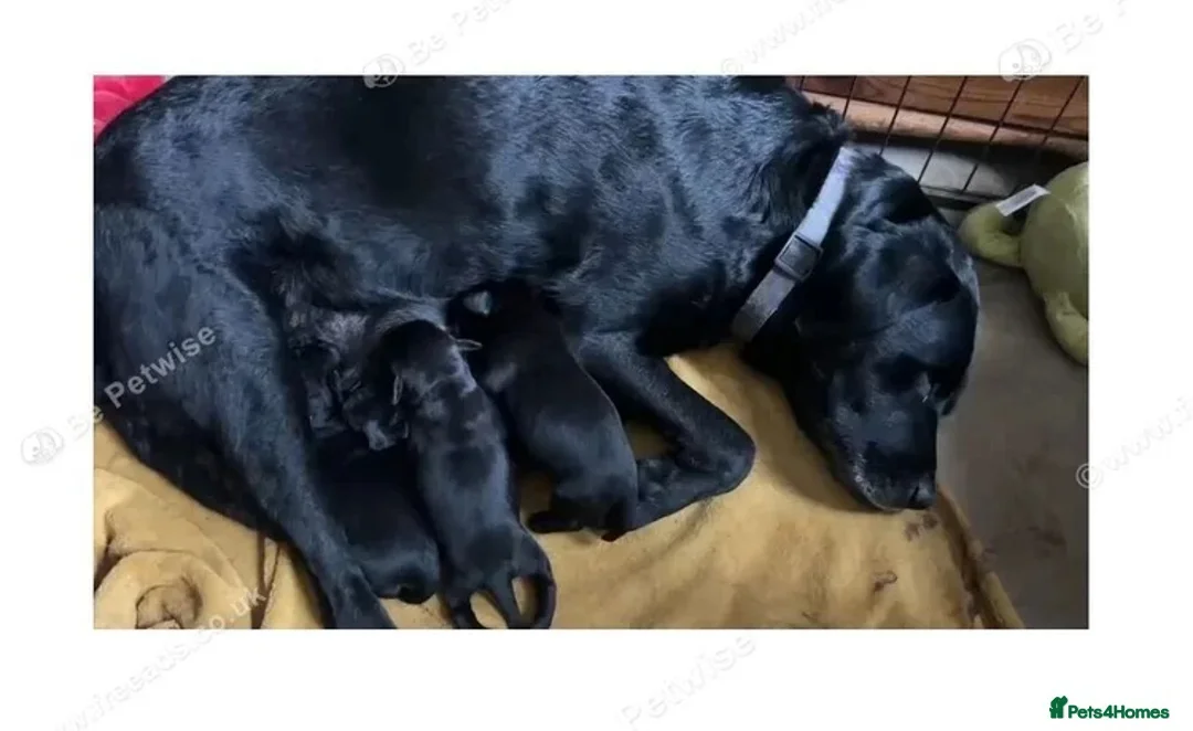 Labrador Retriever dogs for sale: Labrador puppies looking for a new forever home - Advert 1