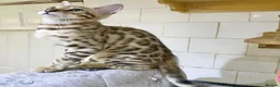 Bengal cats for sale: 🔥✨Pedigree TICA-Registered Bengals - Advert 4