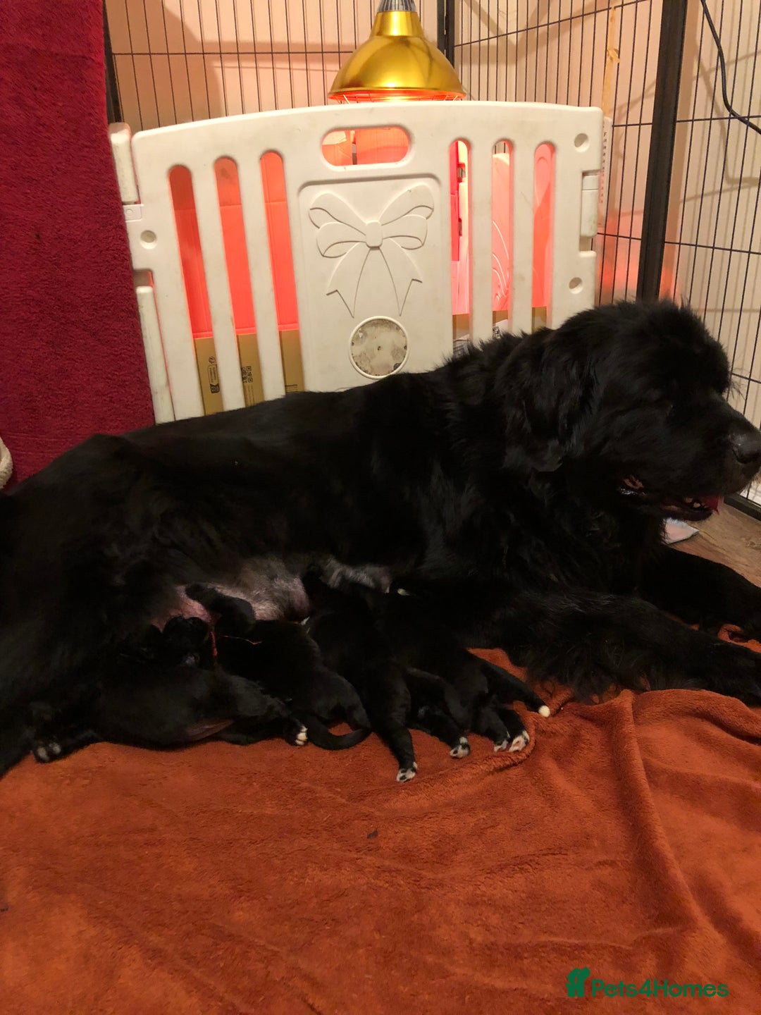 Newfoundland dogs for sale: Balticbears - Advert 1