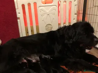 Newfoundland dogs Balticbears - Advert 1