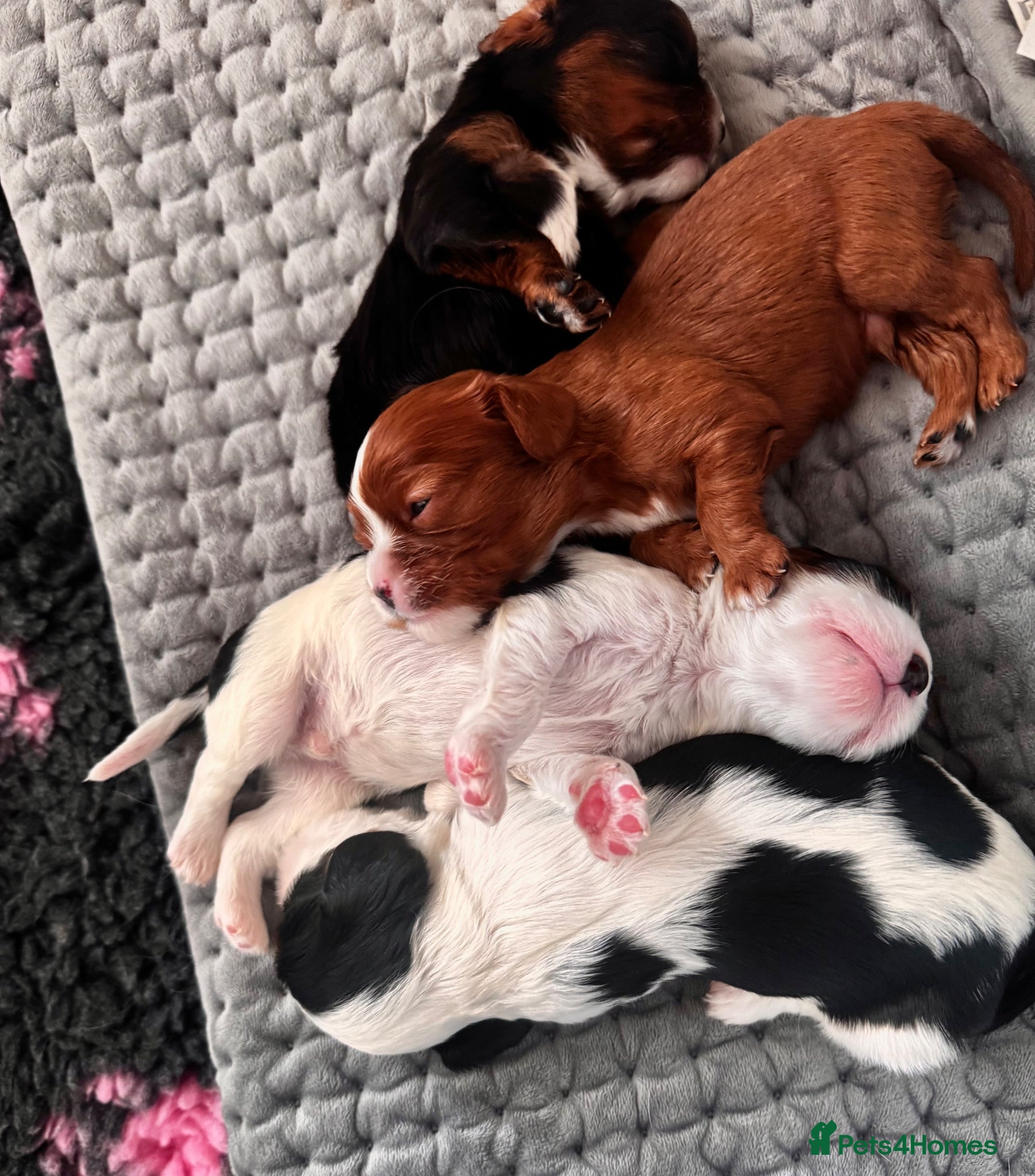 Cavalier King Charles Spaniel dogs KC reg.⭐️ Chocolate carrier⭐️DNA tested COI 0.2!⭐️ - Advert 6