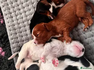 Cavalier King Charles Spaniel dogs KC reg.⭐️ Chocolate carrier⭐️DNA tested COI 0.2!⭐️ - Advert 15