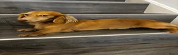 Miniature Dachshund dogs for stud: Cream long haired stud dog - Advert 3