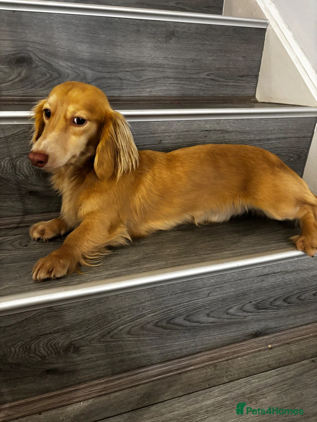 Miniature Dachshund dogs for stud: Cream long haired stud dog - Advert 3