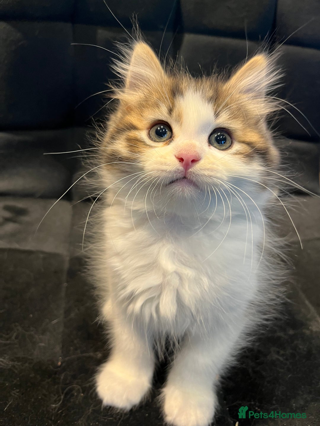 Siberian cats for sale: Stunning Siberian kittens 🐱  - Advert 21