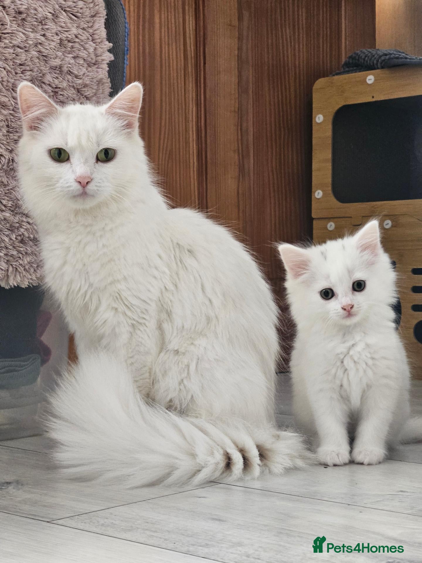 Turkish Angora cats Turkish Angora kittens - Advert 1