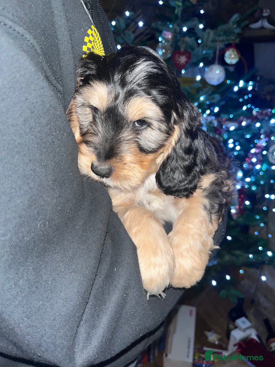 Australian Labradoodle dogs for sale: Gorgeous Australian Labradoodle Puppies  - Advert 20