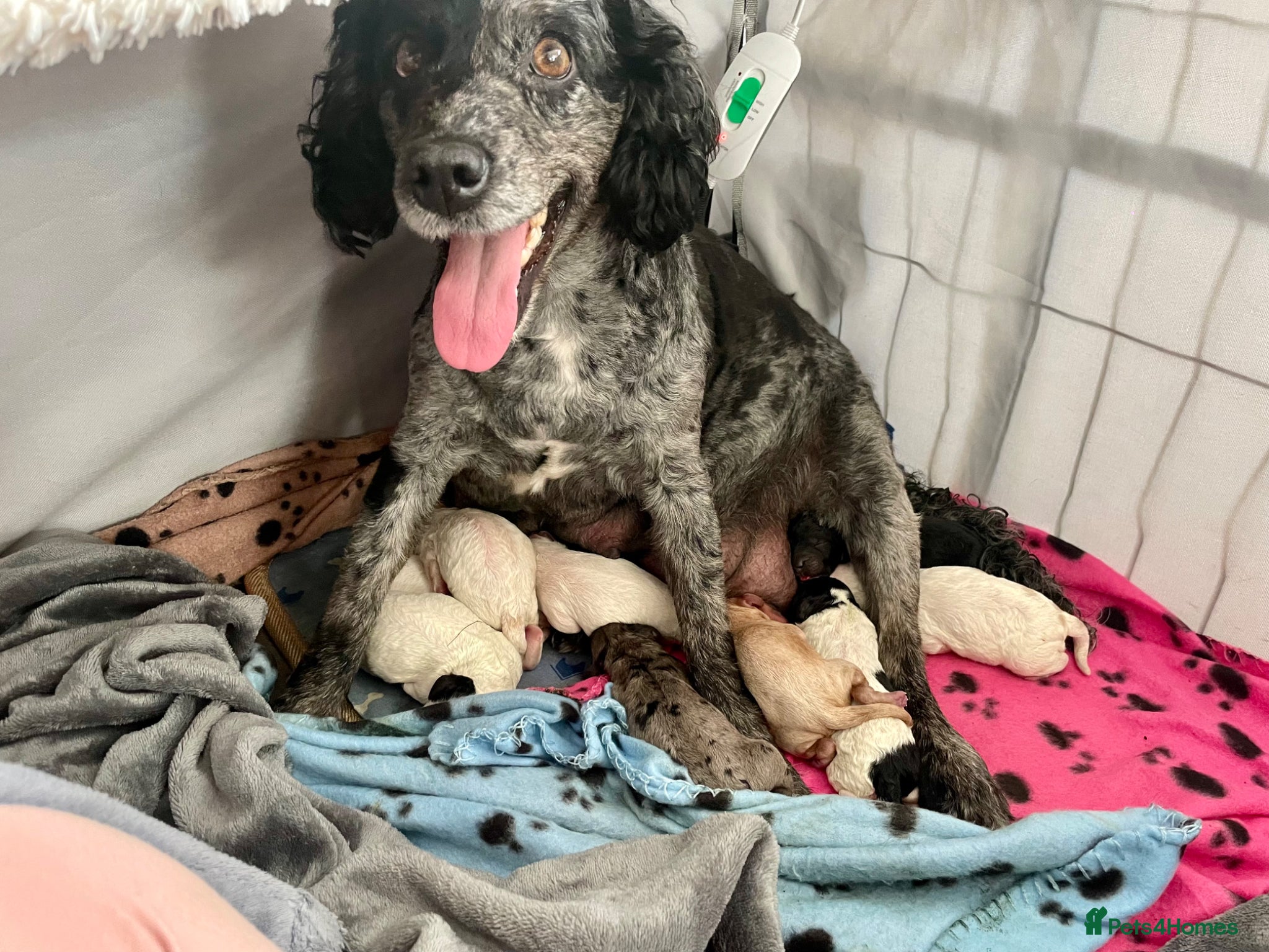 Cockapoo dogs Absolutely Stunning & Unique Cockapoo Pups! - Advert 15