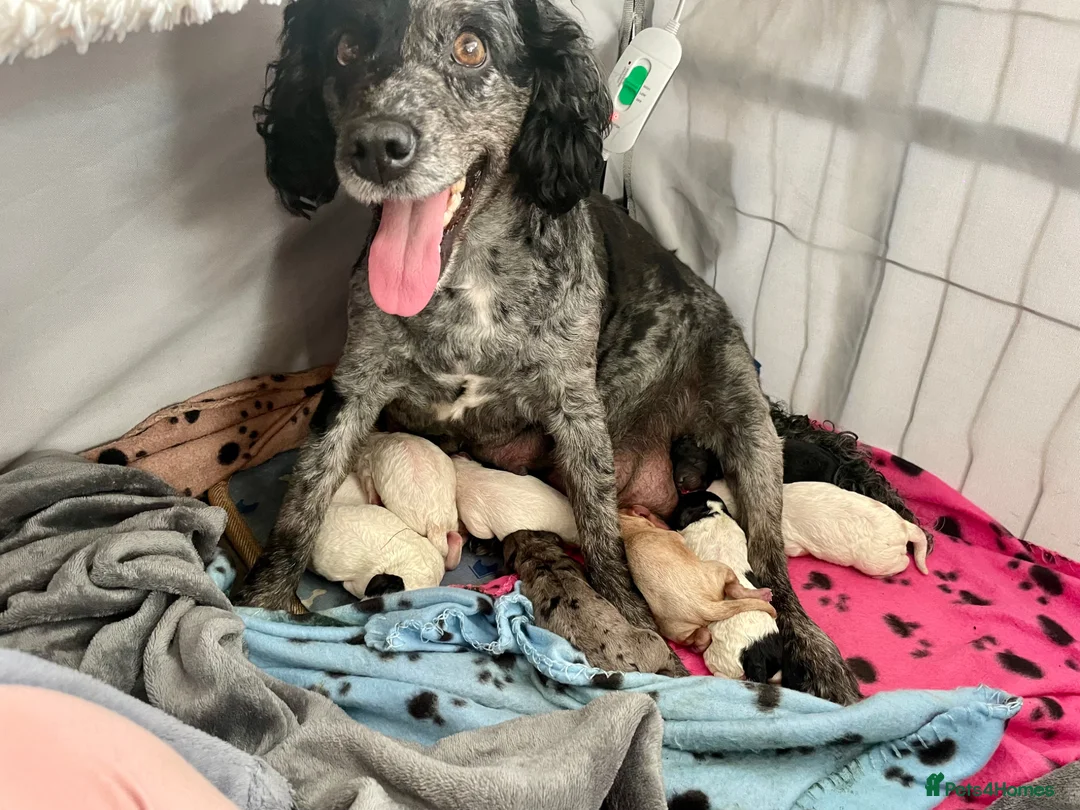 Cockapoo dogs for sale: Absolutely Stunning & Unique Cockapoo Pups! - Advert 1