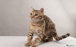 Bengal cats for sale: 🔥Retired Bengal Queen imported from france 🔥 - Image 9