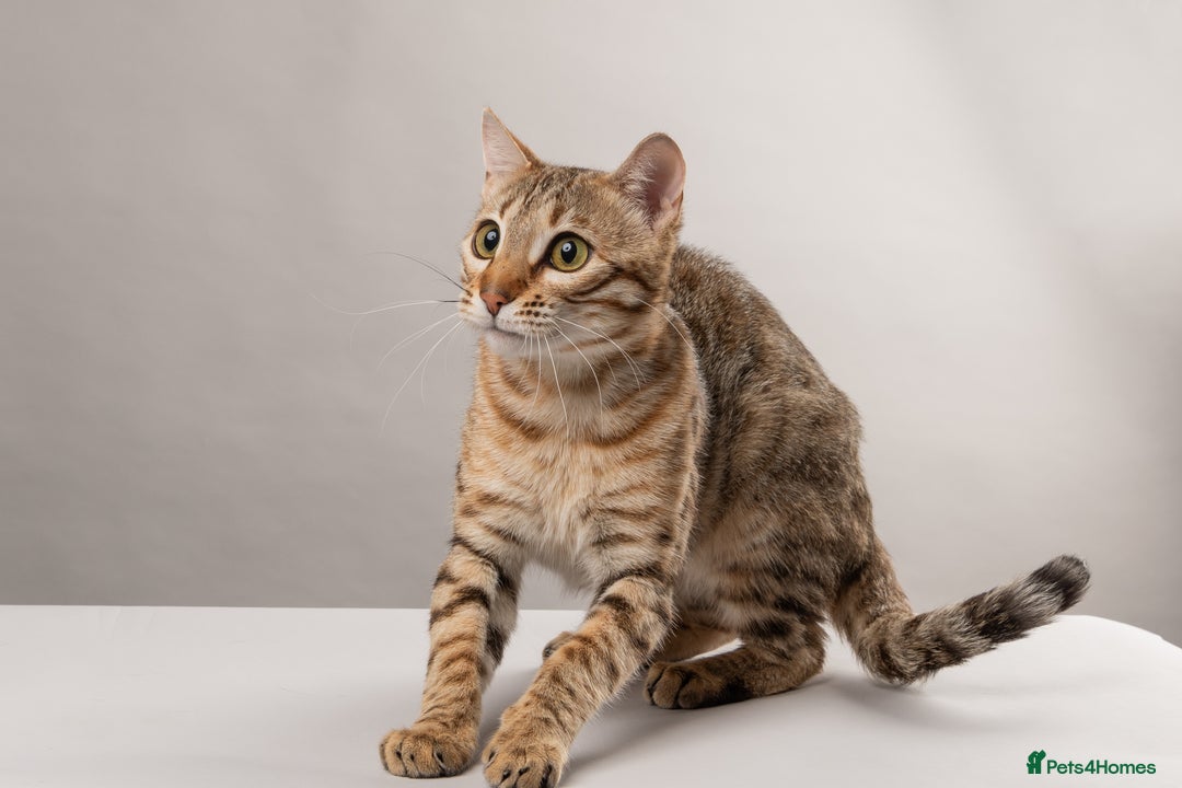 Bengal cats for sale: 🔥Retired Bengal Queen imported from france 🔥 - Image 9