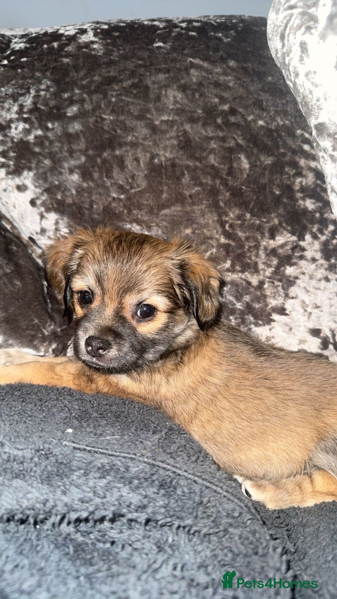 Chorkie dogs BEAUTIFUL last pup 🦁 simba available to leave now - Advert 1