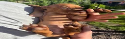 Hungarian Vizsla dogs for sale: KC REGISTERED VIZSLA PUPPIES  in Knutsford - Advert 9