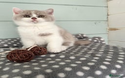 British Shorthair cats for sale: Blue/cream biocolour British short hair kitten - Image 27