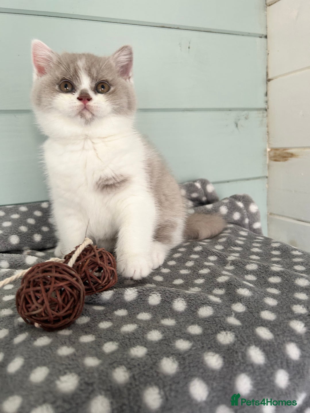 British Shorthair cats for sale: Blue/cream biocolour British short hair kitten - Image 27