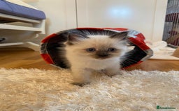 Ragdoll cats for sale: Beautiful Flame/ Cream Ragdoll kittens - Advert 6