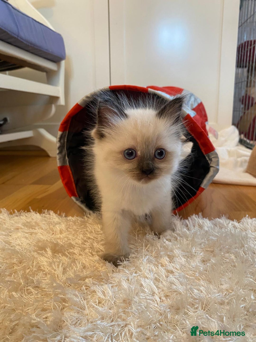 Ragdoll cats for sale: Beautiful Flame/ Cream Ragdoll kittens - Advert 6
