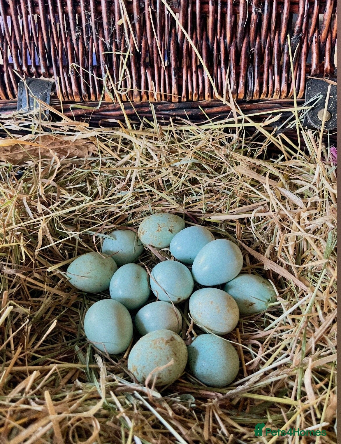 Quail poultry Blue Celadon Quail Hatching Eggs  - Advert 10