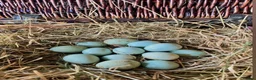 Quail poultry for sale: Blue Celadon Quail Hatching Eggs  - Advert 1