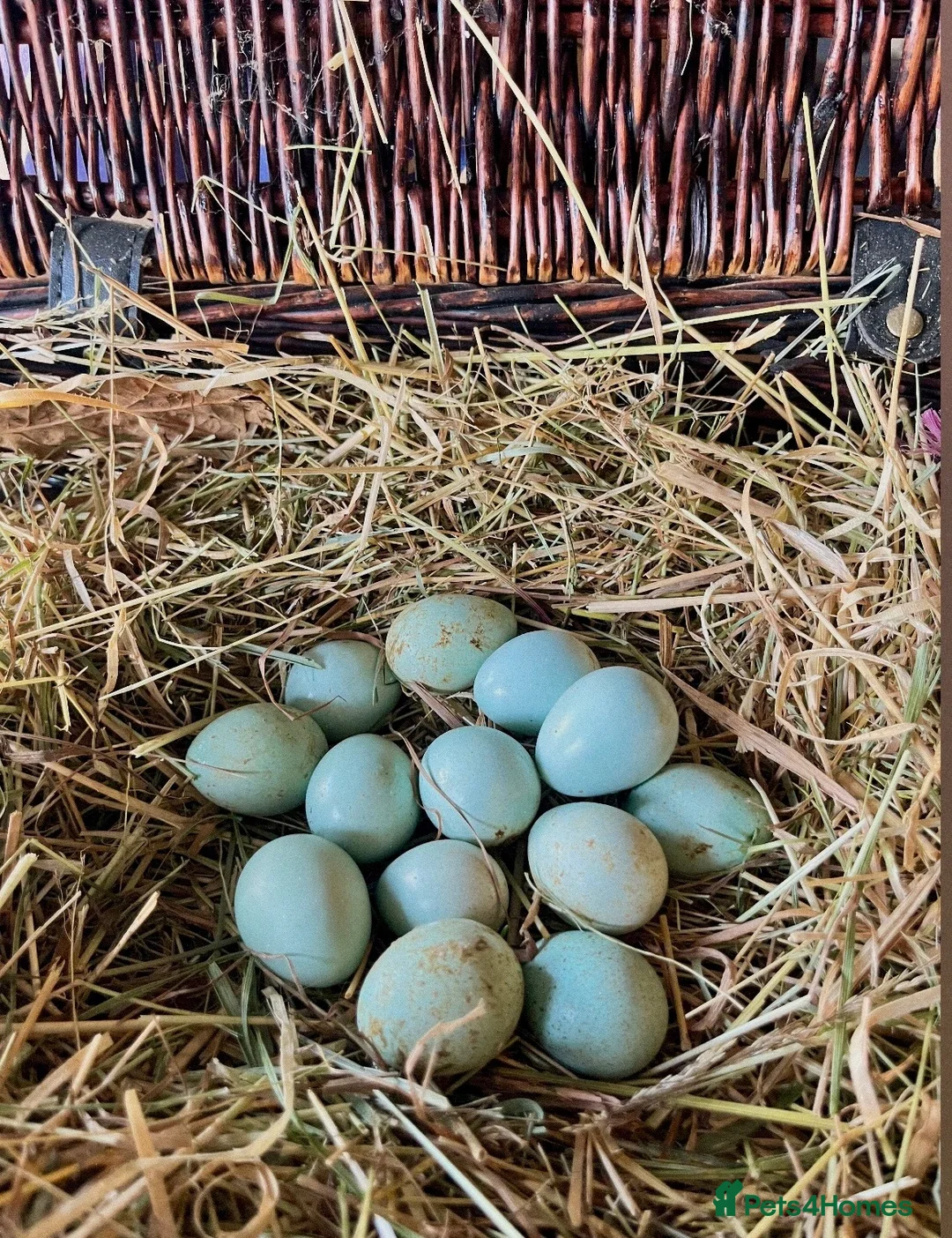 Quail poultry for sale: Blue Celadon Quail Hatching Eggs  - Advert 1
